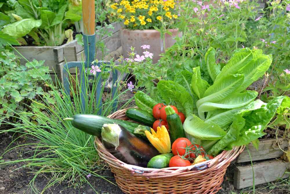 vegetable garden